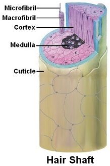 Hair Structure, Diagrams and Function of the Hair Shaft Layers