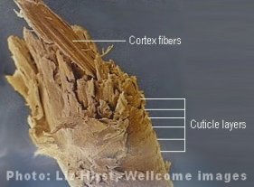 Hair Structure, Diagrams and Function of the Hair Shaft Layers keratin diagram 