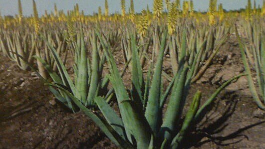 Aloe vera can help skin but might also benefit hair regrowth Aloe vera plantation