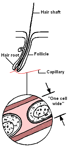 Note that a scalp capillary is just one cell wide Hair follicle and single blood capillary