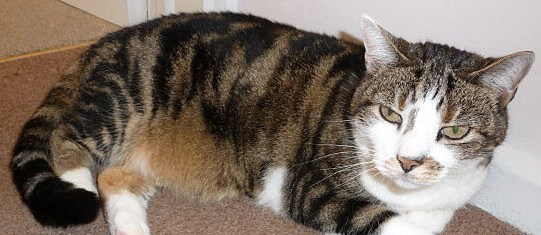 Cats have hair growth cycle synchronization; fortunately we don't! Cat with normal hair growth