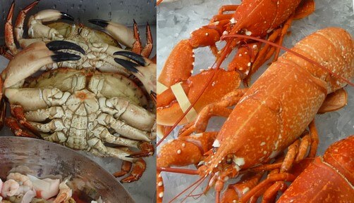 You should not take Nourkrin or Viviscal tablets if you are allergic to shellfish Crab and lobster shellfish