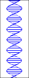 The DNA helix contains the genetic link to hair loss
