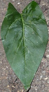 He shou wu (fo-ti) has arrowhead shaped leaves like this but it's the root that’s used for helping hair regrowth Arrowhead shaped leaf