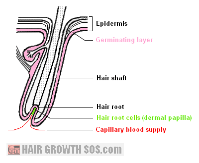 Germinating layer and root in a hair follicle