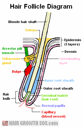 Diagram showing the basic structure of a hair follicle Hair follicle diagram