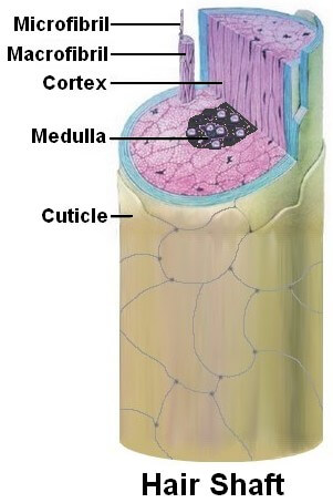 Basic Hair Structure - Hair Follicle and Hair Shaft Function