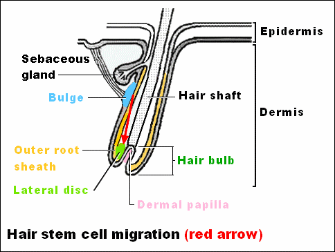 Hair stem cell migration in a hair follicle