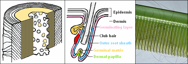 Latest Hair Growth and Hair Loss Articles