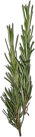 Rosemary herb might stimulate scalp circulation Rosemary herb
