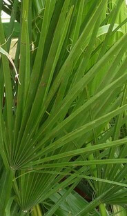 Saw palmetto propecia