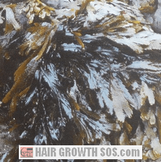 Would you eat seaweed if you thought it could help regrow your hair? Seaweed
