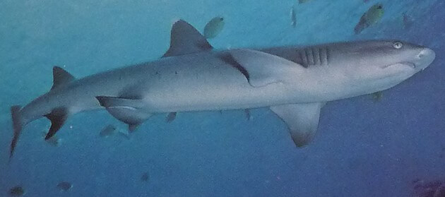 Shark swimming in ocean