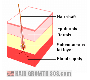 Hair follicle deep within the fat layer of the skin with blood supply just beneath Subcutaneous fat layer of the skin