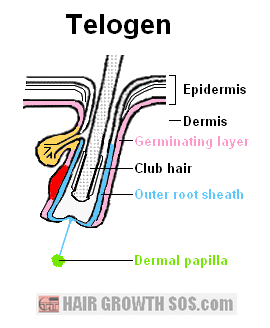 Telogen is the resting phase of the hair cycle Telogen