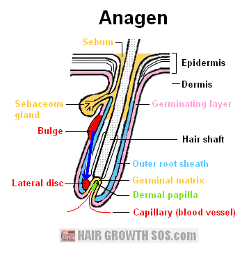 Hair Growth Cycle? Or Should That Be Hair LOSS Cycle? - 455x300 - png Hair Cycle Phases